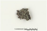藏品(粗裂地錢)的圖片